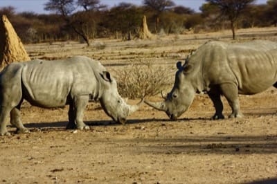 Rinoceronti-africa-namibia
