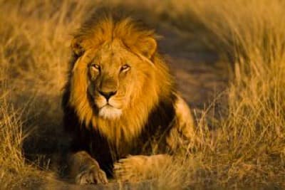 Lion-Kalahari-3654