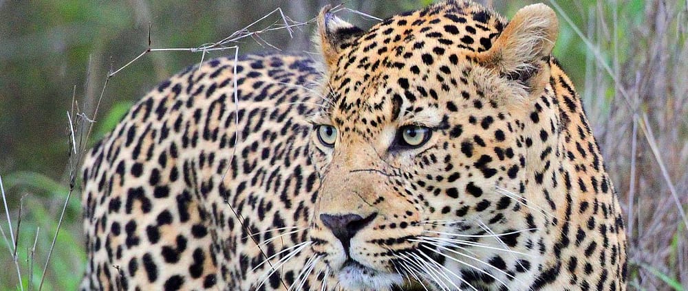 Viaggio-sudafrica-safari-destinazioneafrica-leopardo