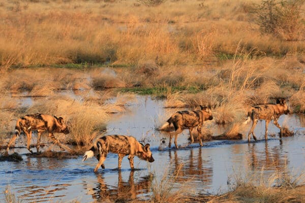 destinazioneafrica-viaggio-botswana