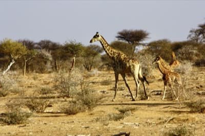 viaggio-namibia-giraffe-destinazioneafrica