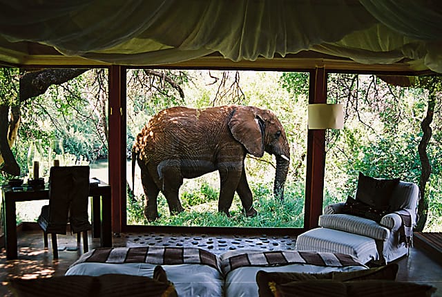 Elephant Outside Suite 02