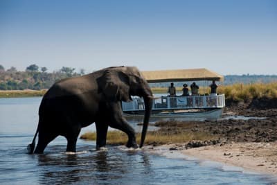 Expeditions_chobe_186.jpg